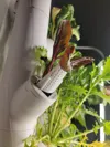 .4 Nozzle PLA