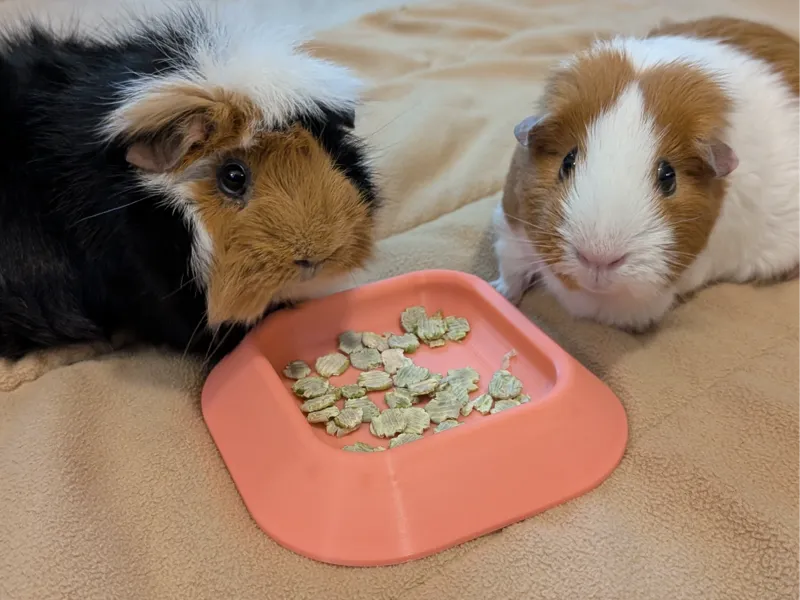 Small Pet Bowl (Fusion Parametric File Included)