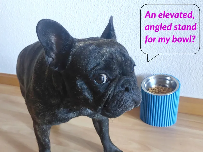 French Bulldog Angled Food Bowl Stand (15°)