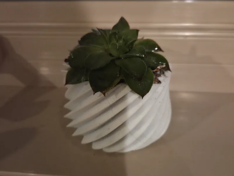cute succulent vase 