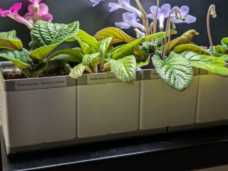 2x2 Gridfinity Cachepot Planter