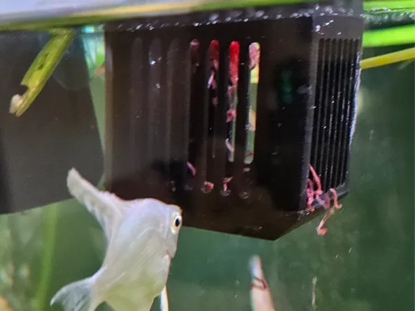 https://makerworld.bblmw.com/makerworld/model/US1457b18cd2ab74/design/2025-05-25_2d422956fc7d2.jpg