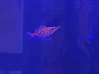 RedSea Reefer Weir hanger Longnose Hawkfish &Frags