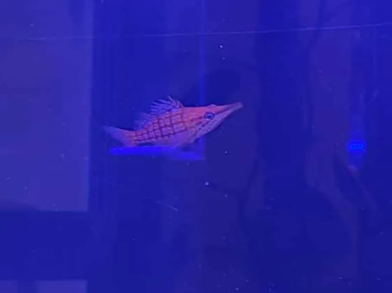RedSea Reefer Weir hanger Longnose Hawkfish &Frags
