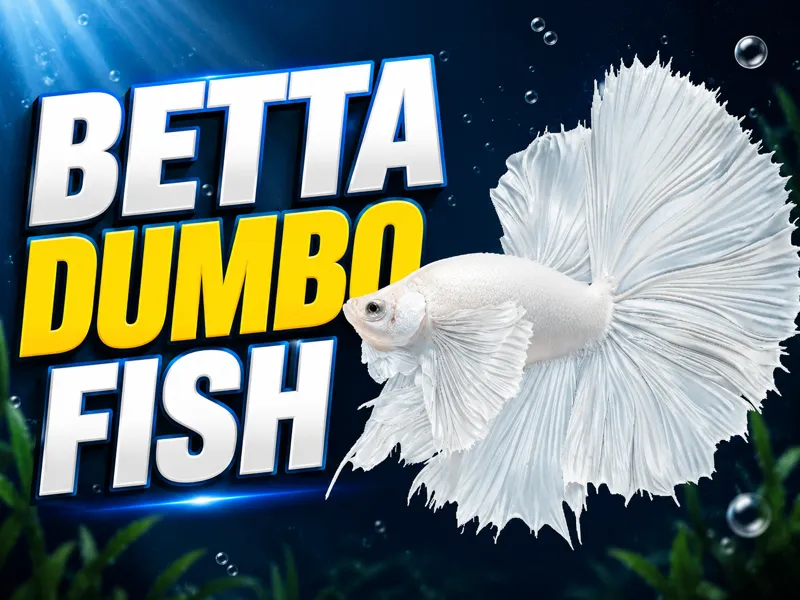 Betta Dumbo Fish - Half Moon