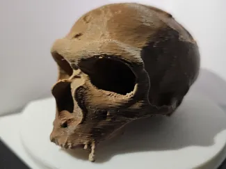 Homo Neanderthalensis Cranium