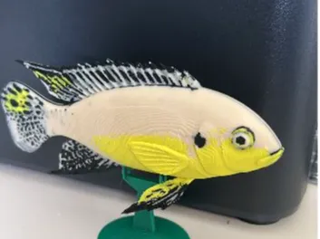 Pelvicachromis kribensis Male