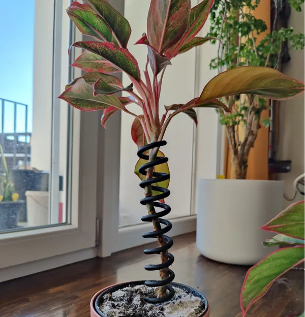 Tuteur de plante en spirale
