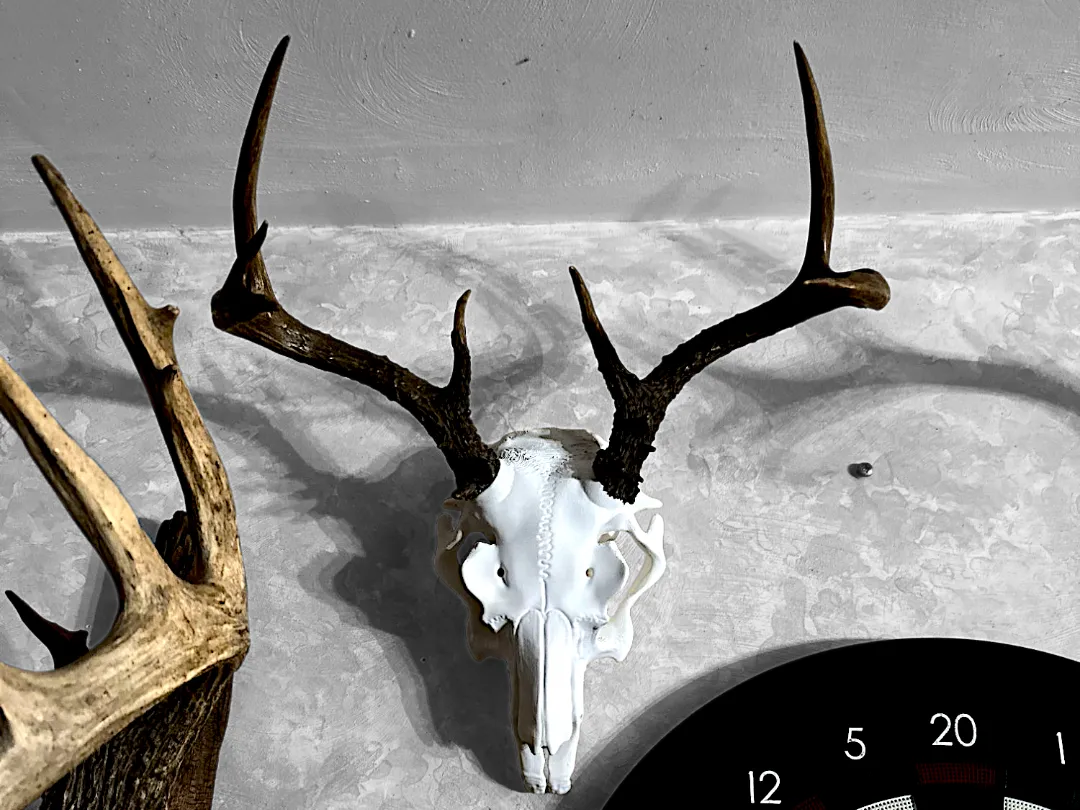 잭어로프 해골 - 실제 및 3D 프린팅 뿔 장식 - 무료 3D 프린트 모델 - MakerWorld, image size:1080x810