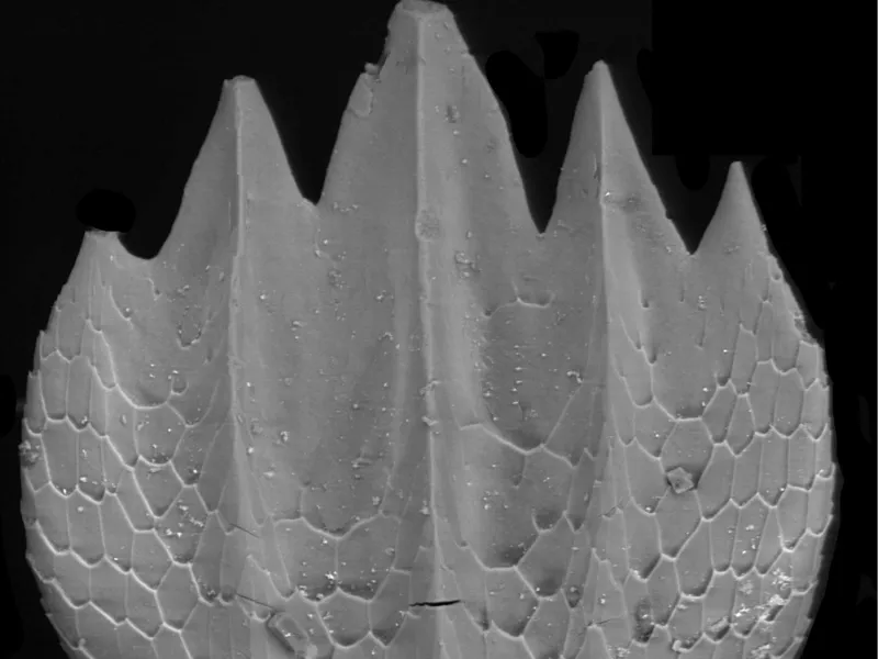 Shark Scale