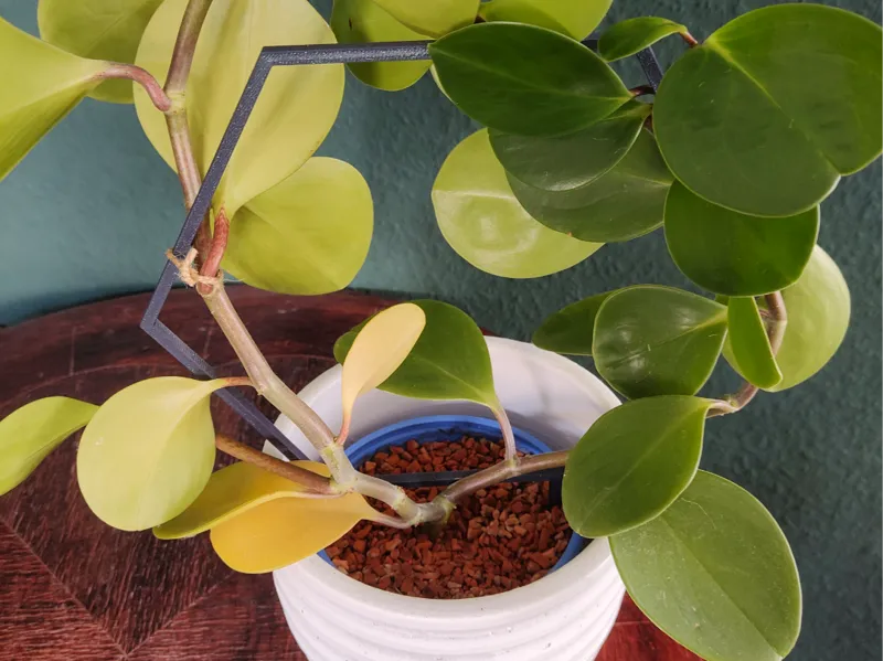 Plant Holder Hexagon