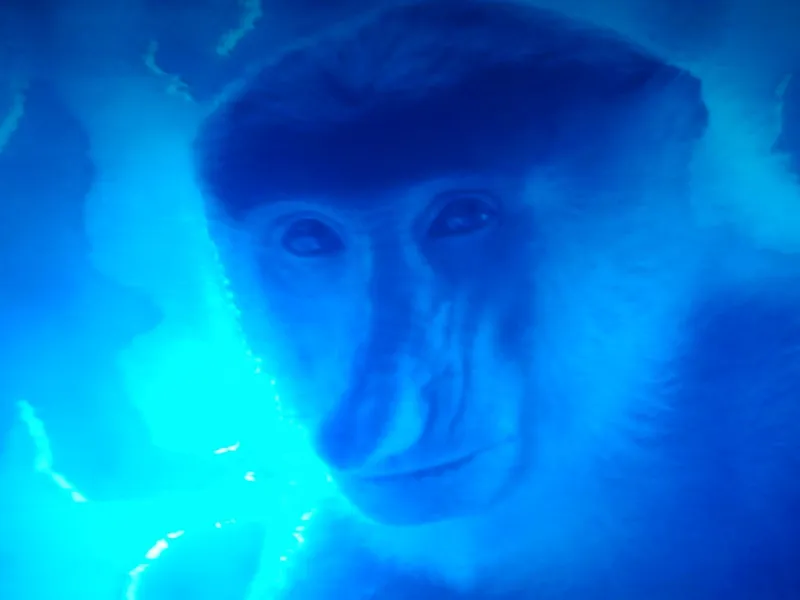 funny monkey!!!
