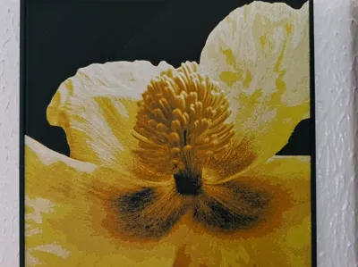 Yellow Horned Poppy - hueforge