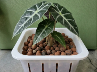 Square Net Pot Generator (Square or Round Base)