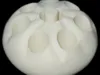 dumpling recon