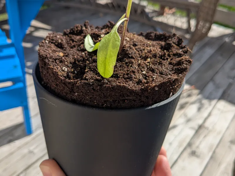 Seedling Pot with bottom plate for easy extraction