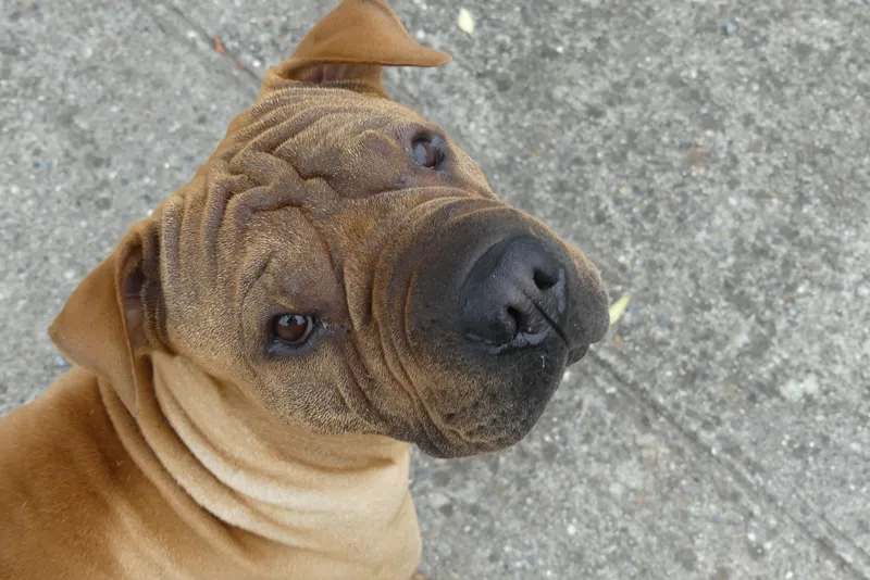 chien hueforge