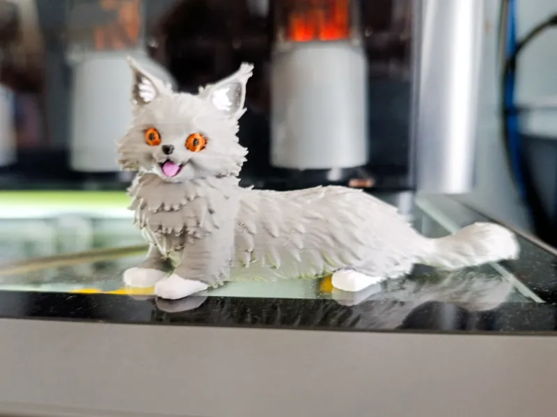 Maine cat