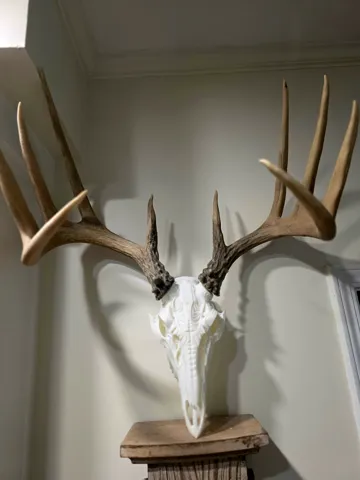 Adorno temático: Broadhead 2.0 Full Deer Skull - BAS Antler Mount — vista de referencia 3