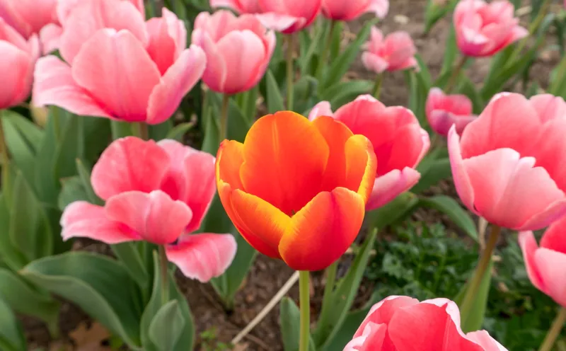out of place tulip