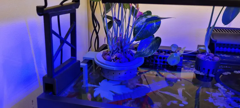 Maple Leaf Betta Hammock