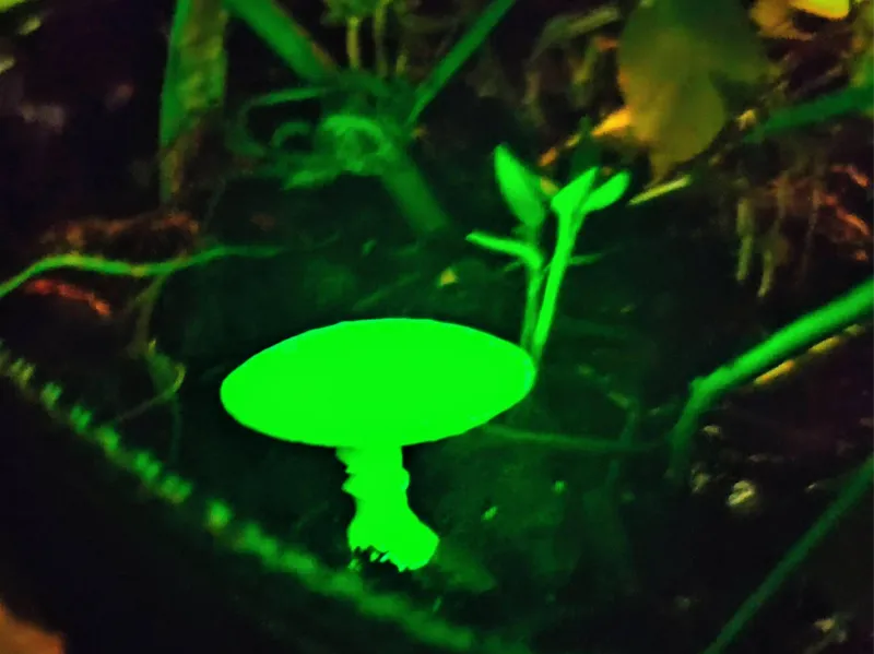 Mushroom Glow in the dark mini 