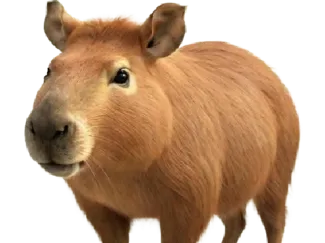 Capybara