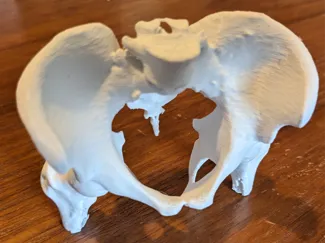 Real human pelvis - from CT scan
