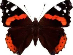 Butterfly Coaster Atlanta Butterfly
