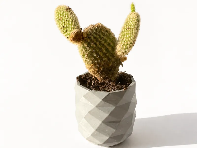 Piccolo vaso piante grasse e succulente