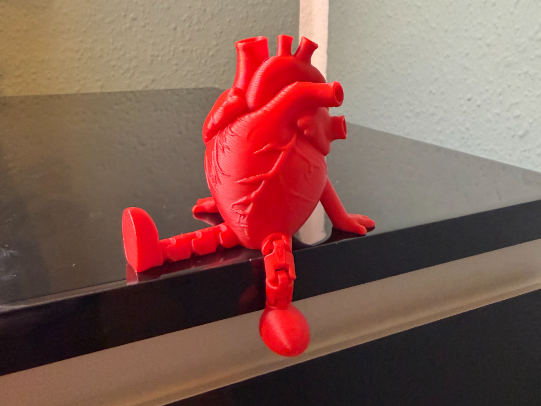 Anatomisches Herz Kumpel
