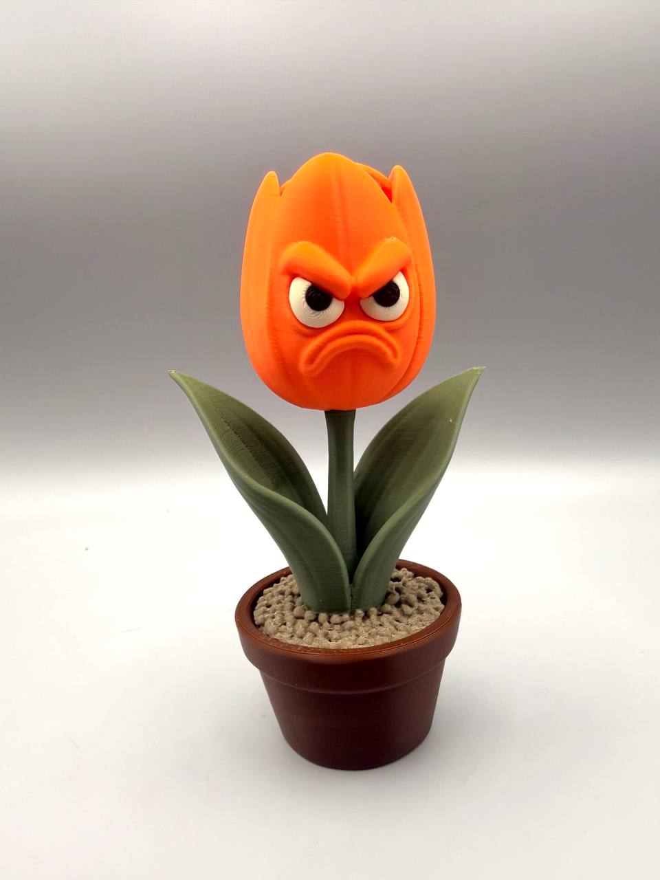 Grumpy Tulip - 1