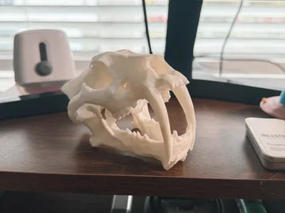 Desktop Sabertooth Tiger Skull!