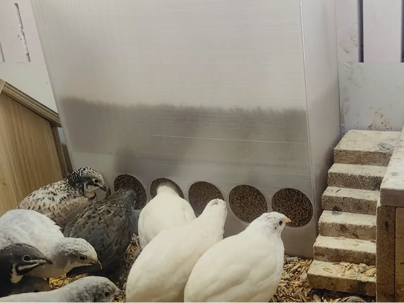 大容量芦丁鸡喂食盒