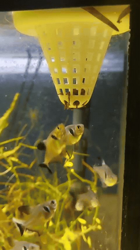 Aquarium floating fish feeder