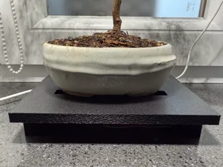Alzatina o supporto per Bonsai 