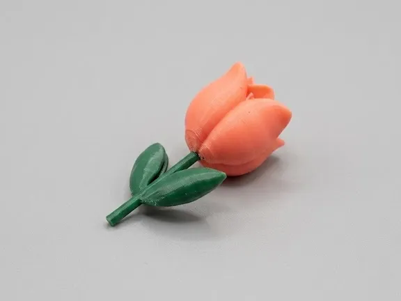 Tulipano