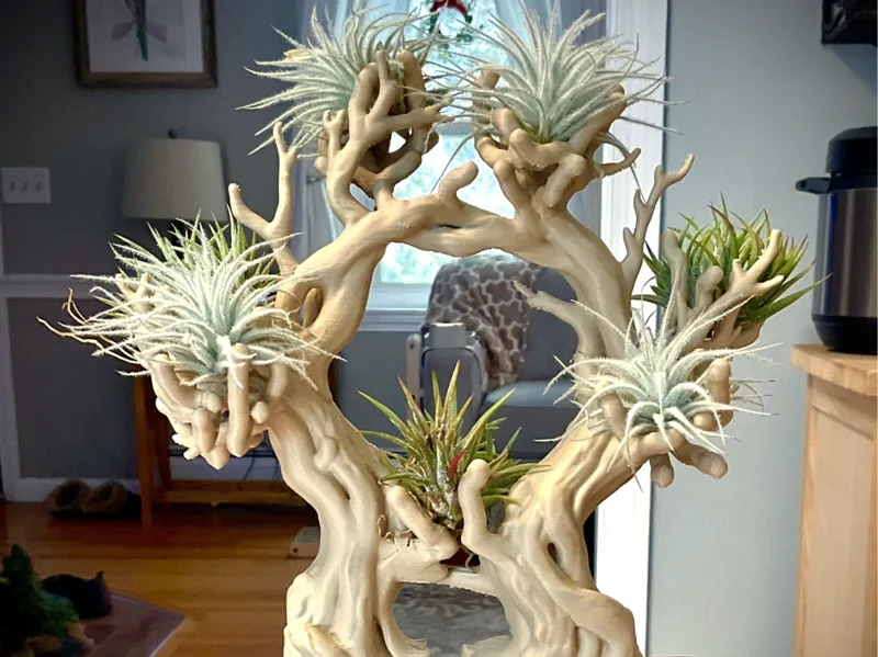 Bonsai style air plant display or holder