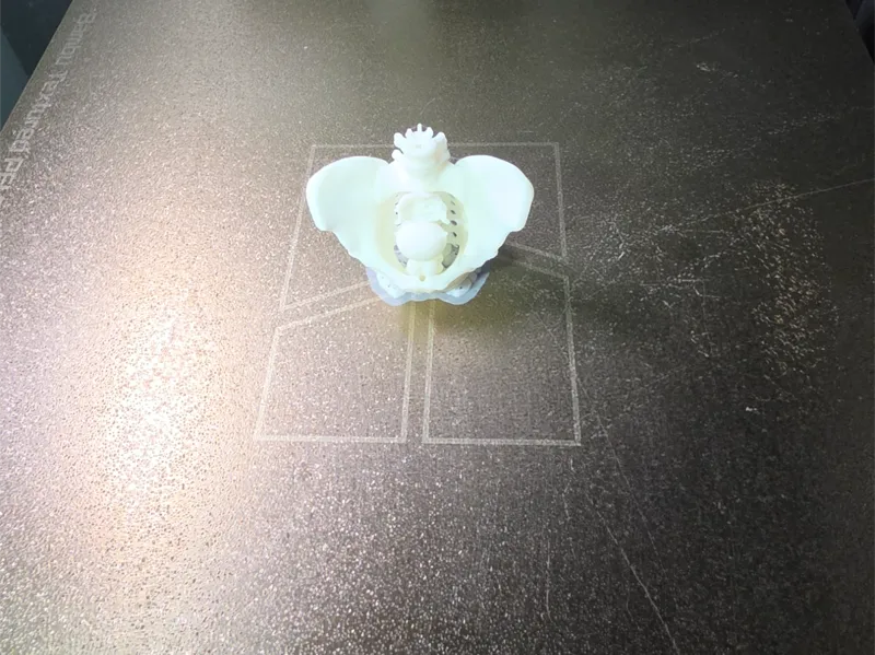 Male Pelvis - Bone and Organ structure -AI Model