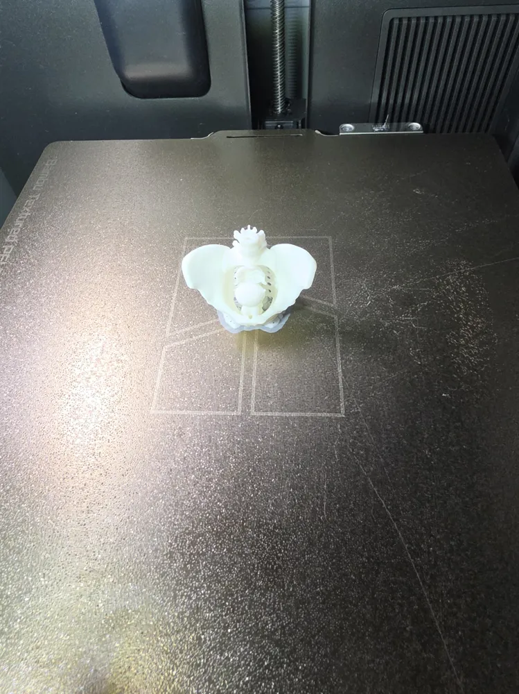 Male Pelvis - Bone and Organ structure -AI Model - Free 3D Print Model ...