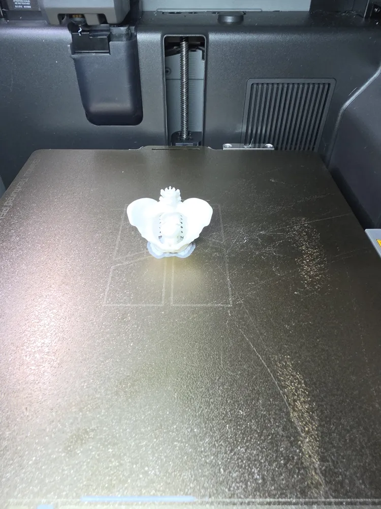 Male Pelvis - Bone and Organ structure -AI Model - Free 3D Print Model ...