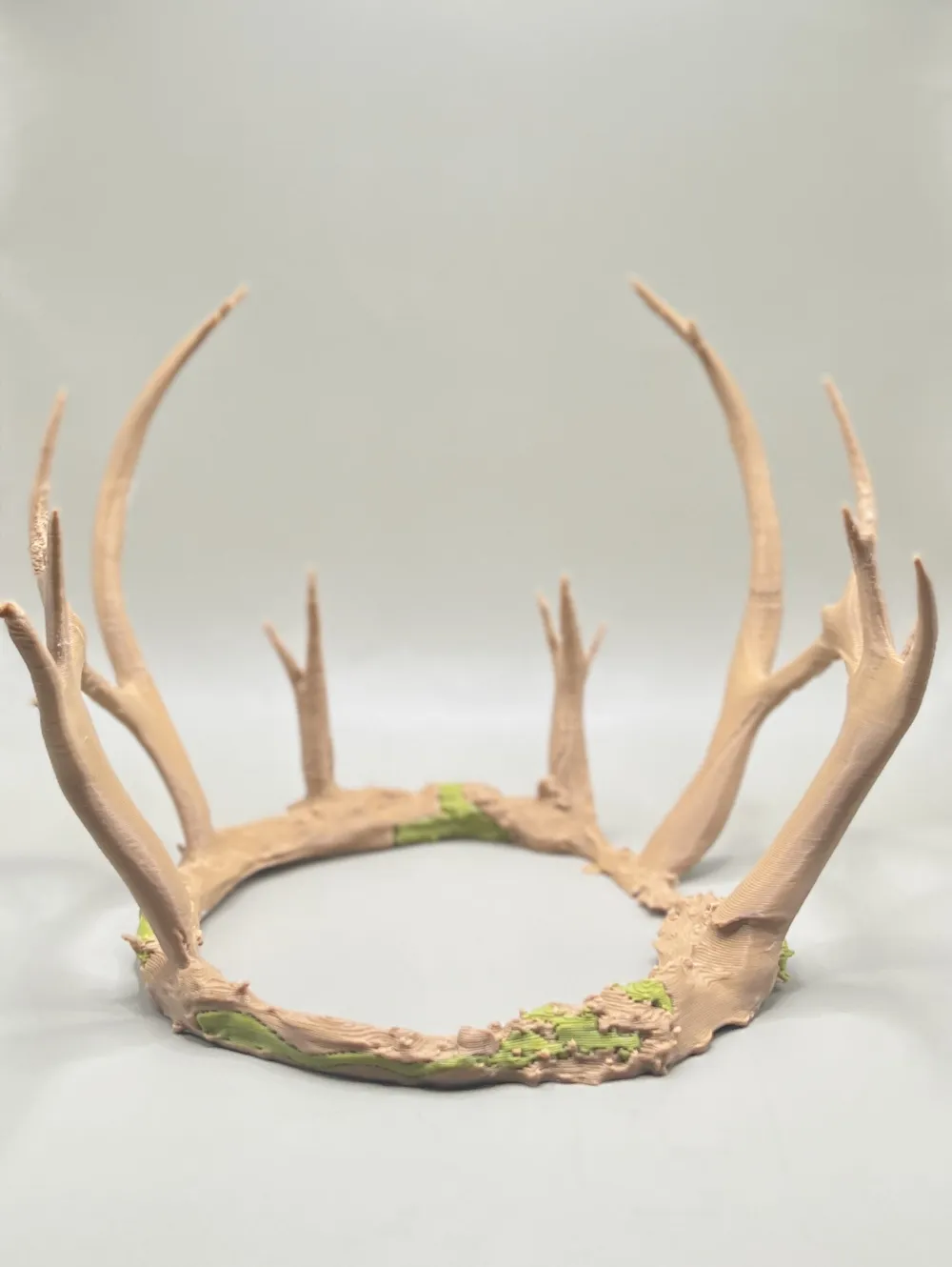 ビカクシダ Yellow Moon Dwarf Antler Crown ビカクシダ Yellow Moon