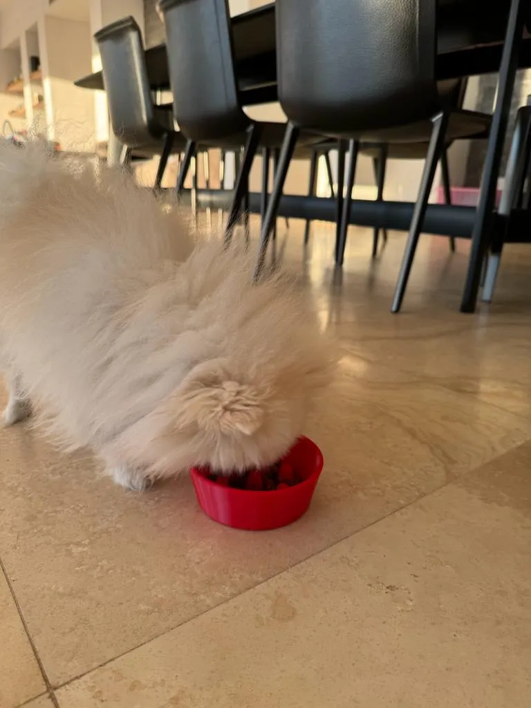 Luna's Feeding Bowl