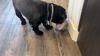 Small Treat Thief