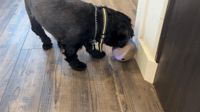 Small Treat Thief