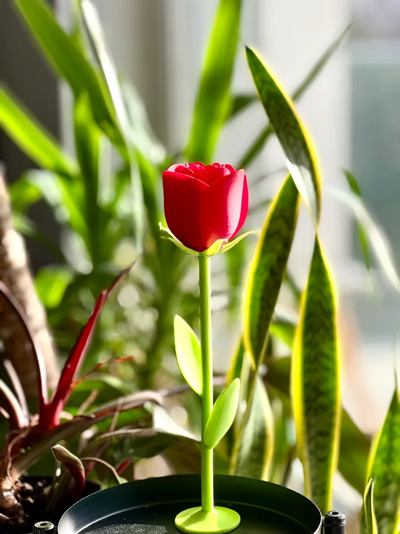 Lovely Rose with Stem, Blooming Valentine Gift