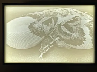 Axanthic Pied Ball Python Lithophane and lightbox