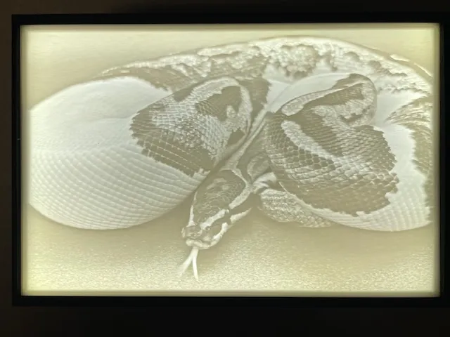 Axanthic Pied Ball Python Lithophane and lightbox