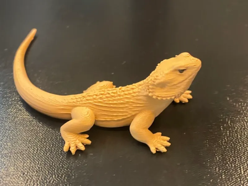 Bearded Dragon