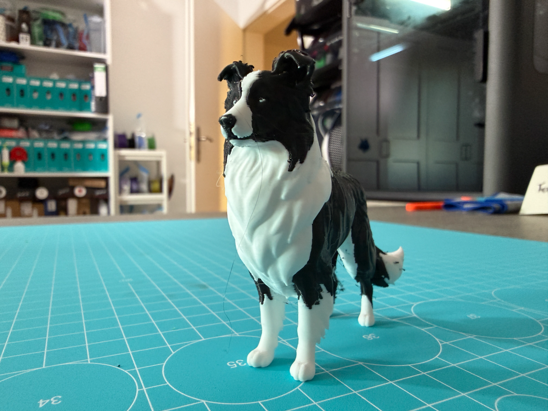 Detailed Border Collie 